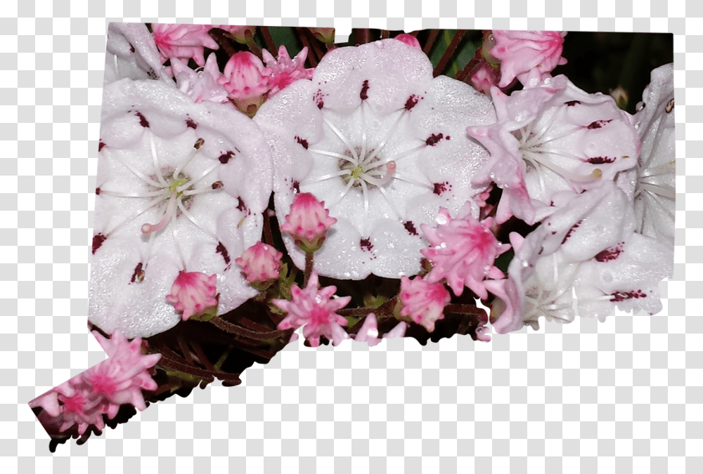Artificial Flower, Plant, Blossom, Geranium, Cherry Blossom Transparent Png