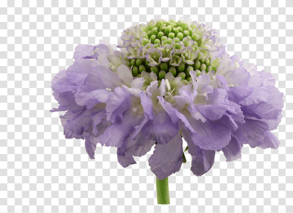 Artificial Flower, Plant, Blossom, Geranium, Peony Transparent Png