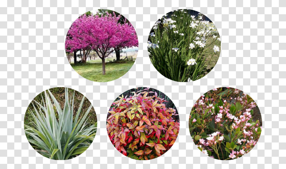 Artificial Flower, Plant, Blossom, Grass, Petal Transparent Png