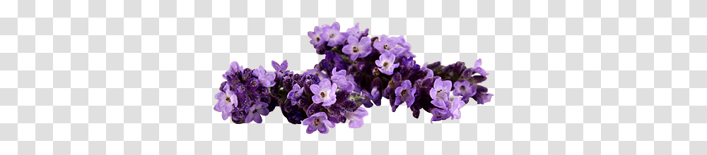 Artificial Flower, Plant, Blossom, Lavender, Lilac Transparent Png