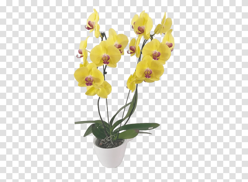 Artificial Flower, Plant, Blossom, Orchid, Daffodil Transparent Png