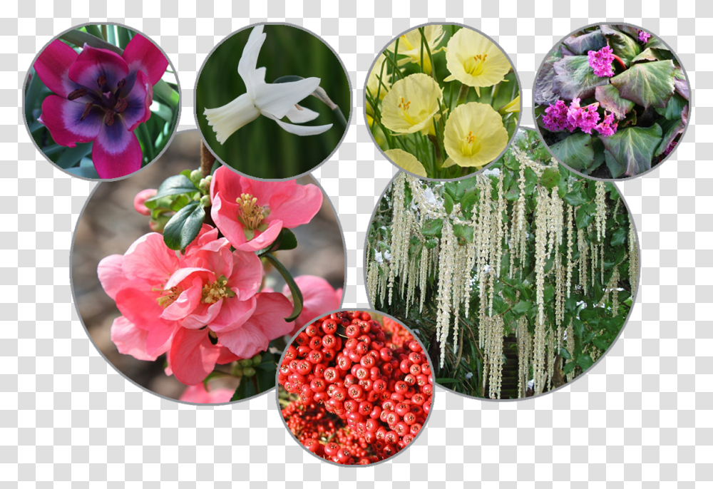 Artificial Flower, Plant, Petal, Flower Arrangement, Flower Bouquet Transparent Png
