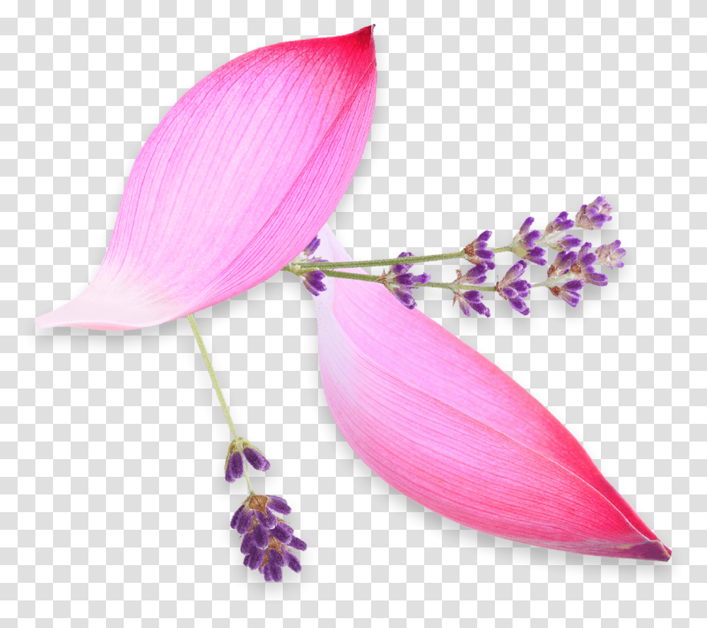 Artificial Flower, Plant, Petal, Pollen, Anther Transparent Png