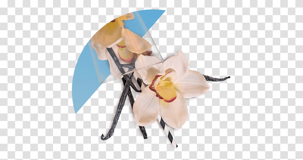 Artificial Flower, Plant, Rose, Floral Design Transparent Png