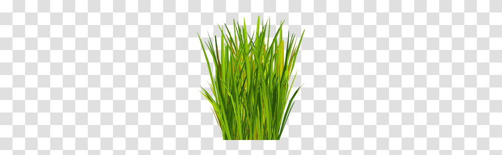 Artificial Grass Suppliers Uk, Plant, Lawn, Vegetation, Agropyron Transparent Png