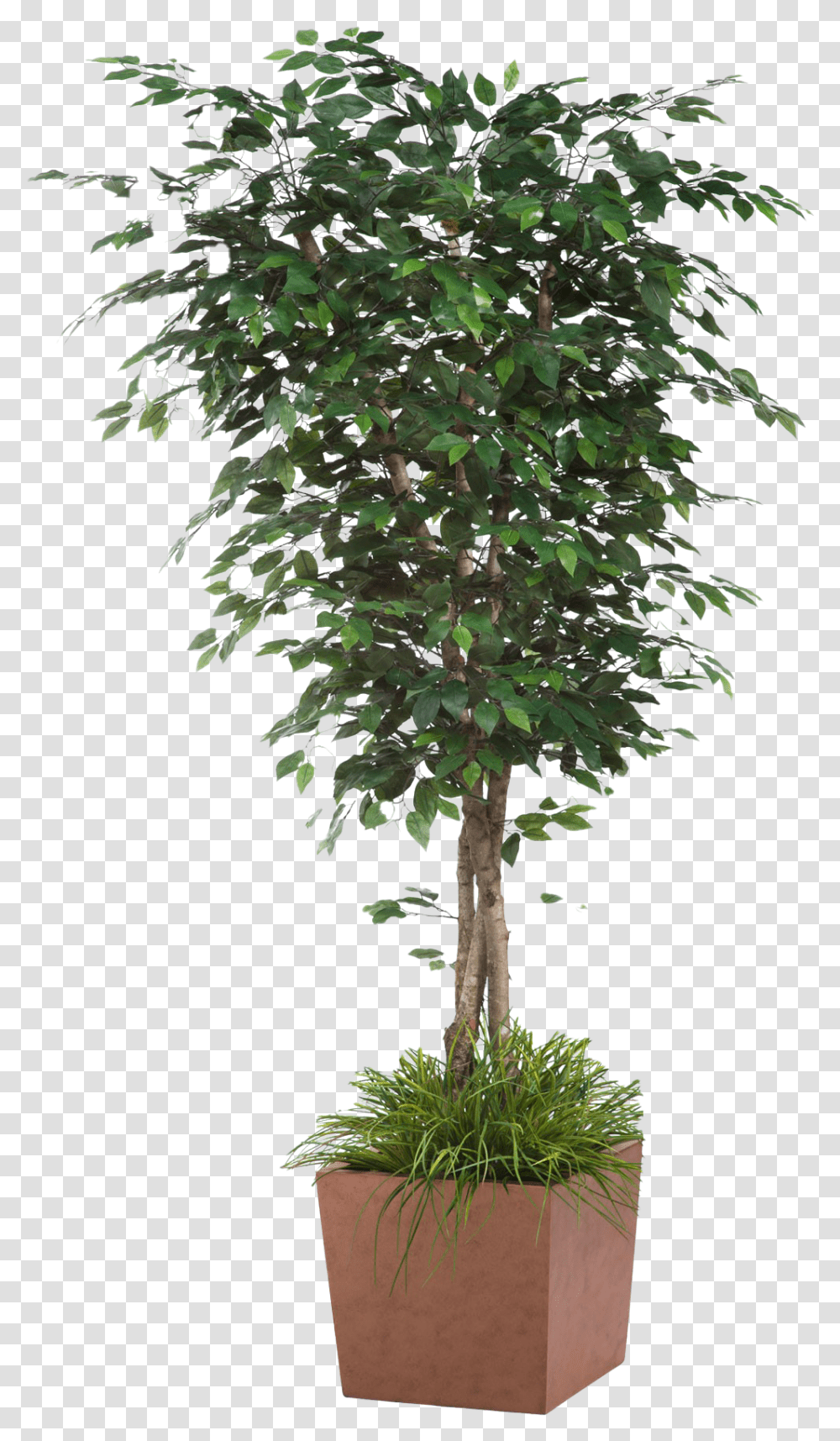 Artificial Tree Picture Fake Ficus Tree, Plant, Potted Plant, Vase, Jar Transparent Png