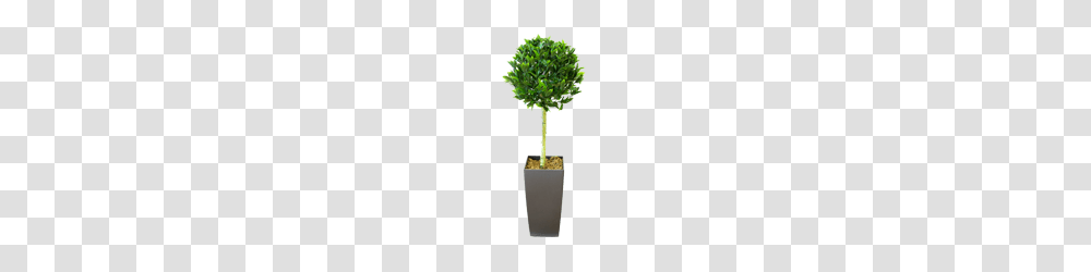Artificial Trees Topiary And Outdoor Plants From Evergreen Direct, Tabletop, Potted Plant, Vase, Jar Transparent Png