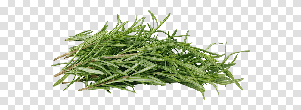 Artificial Turf, Plant, Tree, Conifer, Food Transparent Png