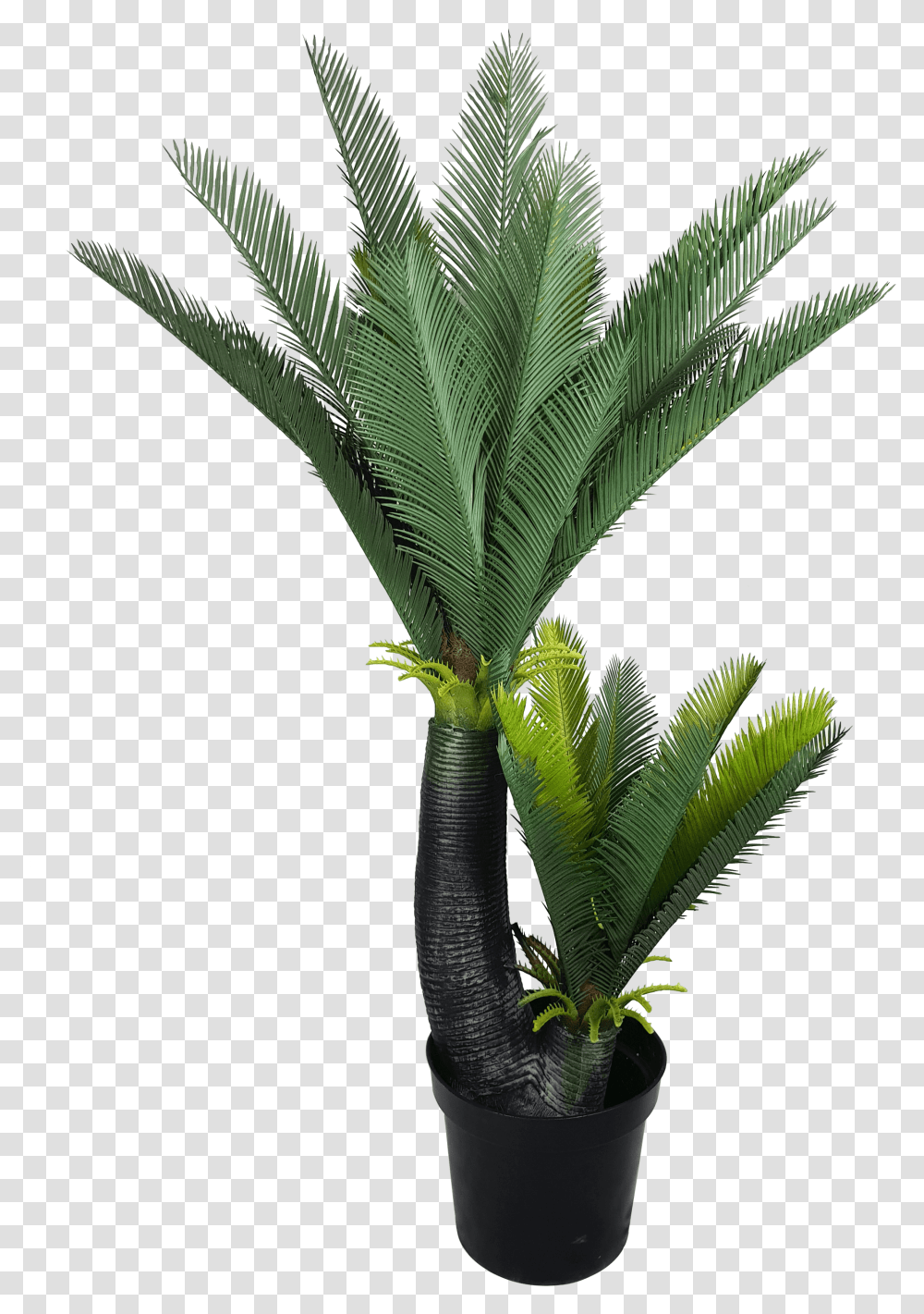 Artificial Two Headed Cycas Tree Sago Palm, Plant, Palm Tree, Arecaceae, Leaf Transparent Png