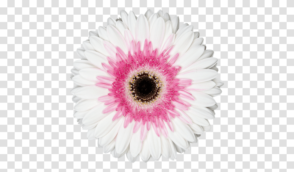 Artist Friendship Photo Frame Online, Plant, Daisy, Flower, Daisies Transparent Png
