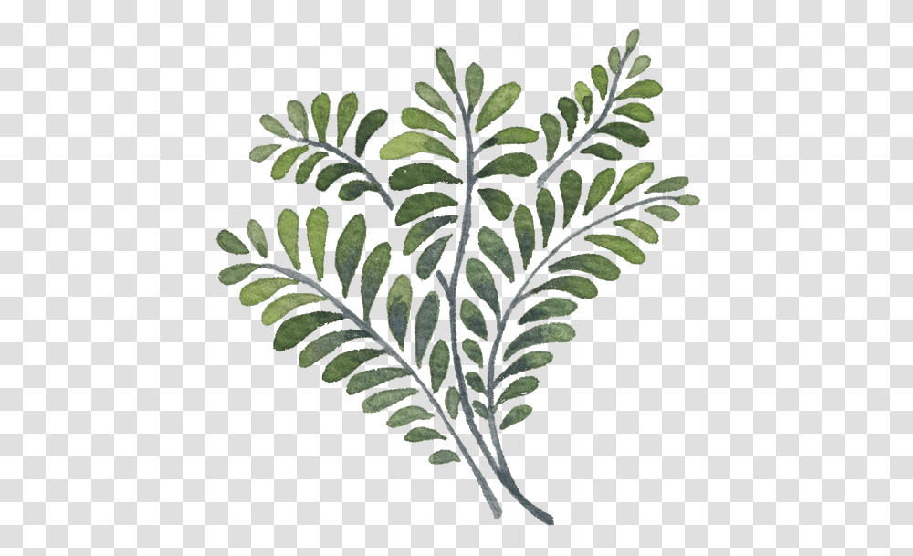 Artistic Watercolor Leaves Western Yew, Plant, Leaf, Fern, Green Transparent Png