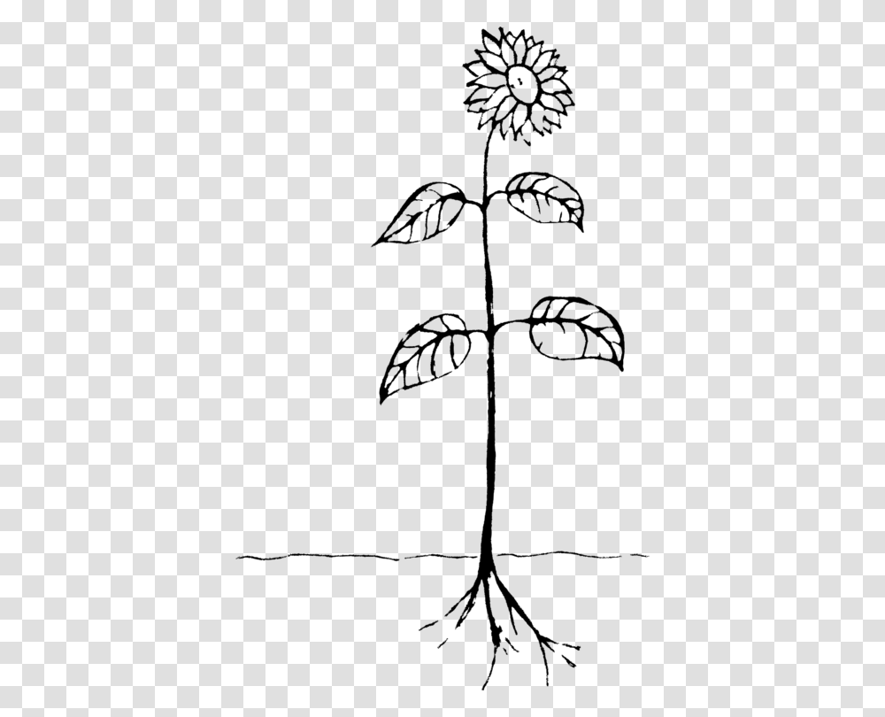 Artsymmetrymonochrome Photography Drawing Of A Plant, Gray, World Of Warcraft Transparent Png