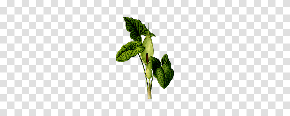 Arum Nature, Leaf, Plant, Flower Transparent Png