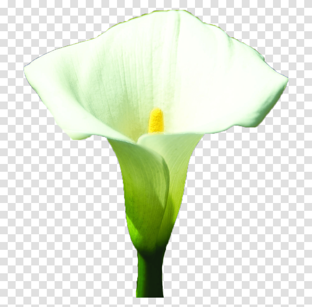 Arum Lily Arum Lilies Lilium White Giant White Arum Lily, Plant, Flower, Blossom, Person Transparent Png