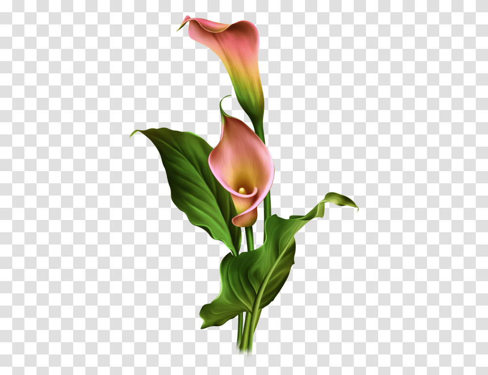 Arum Lily One Stroke Calla Lily Painting, Plant, Flower, Blossom, Petal Transparent Png