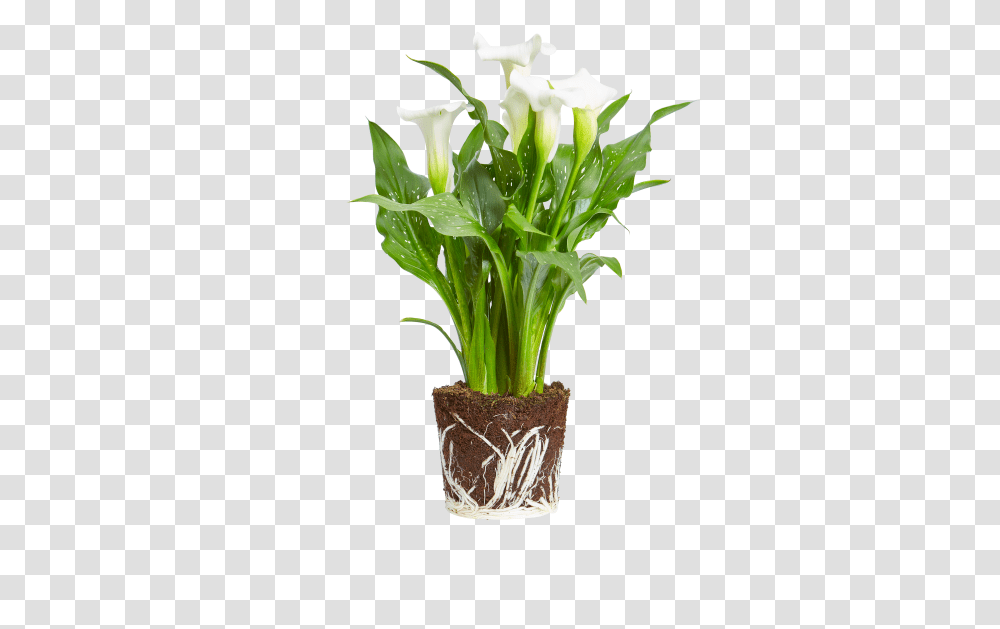 Arum Lily Planta Zamioculca, Flower, Blossom, Flower Arrangement, Flower Bouquet Transparent Png