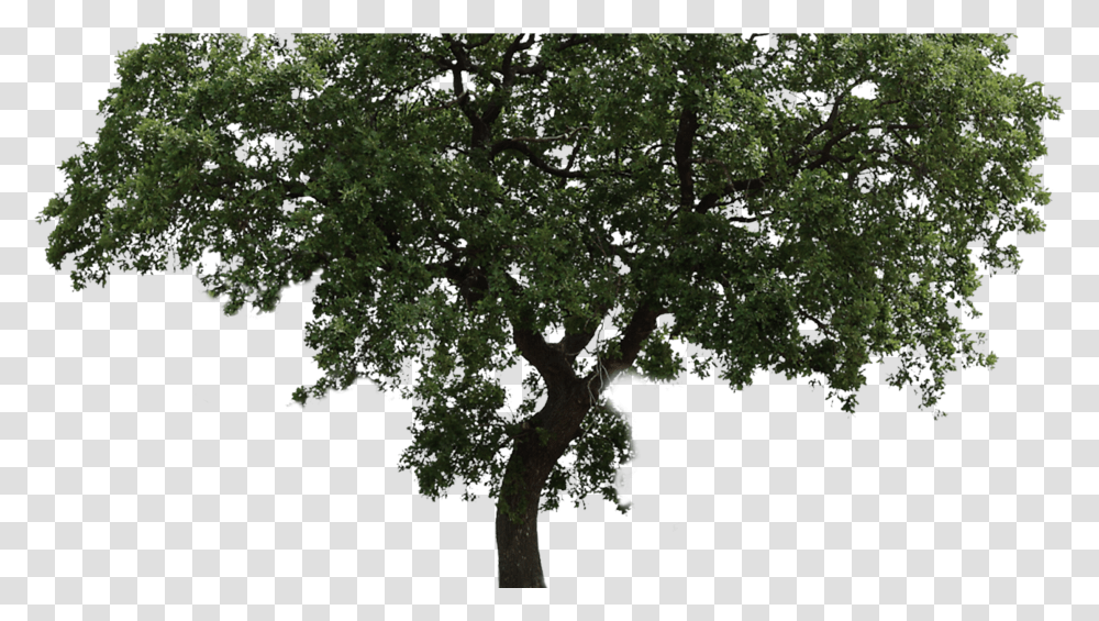 Arvore Fundo Transparente Download Imagen De Arboles En, Tree, Plant, Tree Trunk, Oak Transparent Png