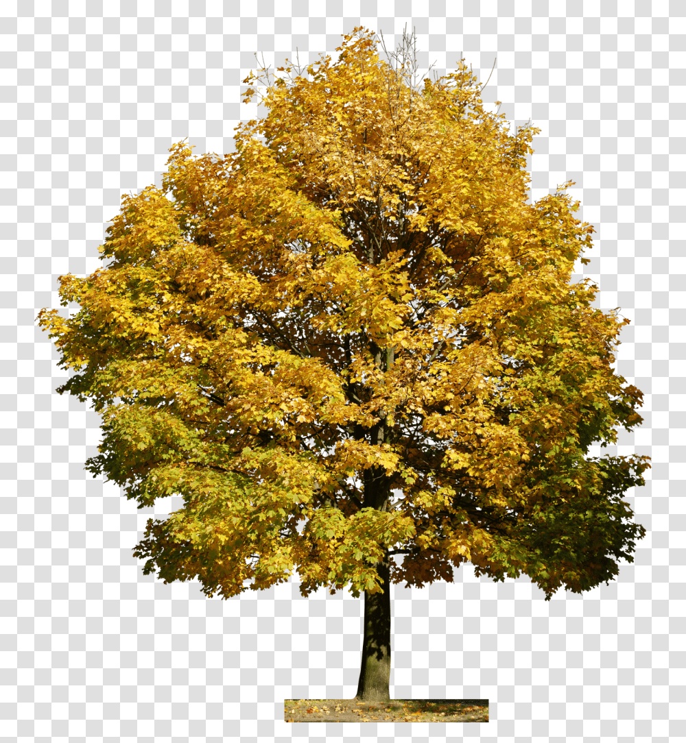 Arvore Tree People Planting Flowers Flora Photoshop Trees Free Texture, Maple, Tree Trunk Transparent Png