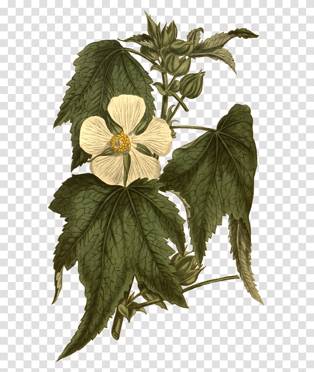 As Free Download Botanical Illustration, Leaf, Plant, Tree, Acanthaceae Transparent Png