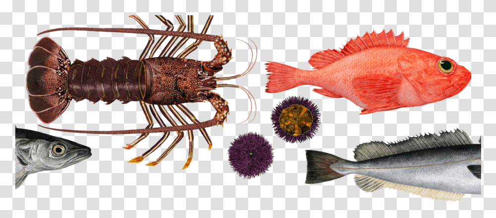 As Oceans Heat Up The Types Of Seafood We Eat Will Charlotte Knox Art Coffee, Fish, Animal, Sea Life, Lobster Transparent Png