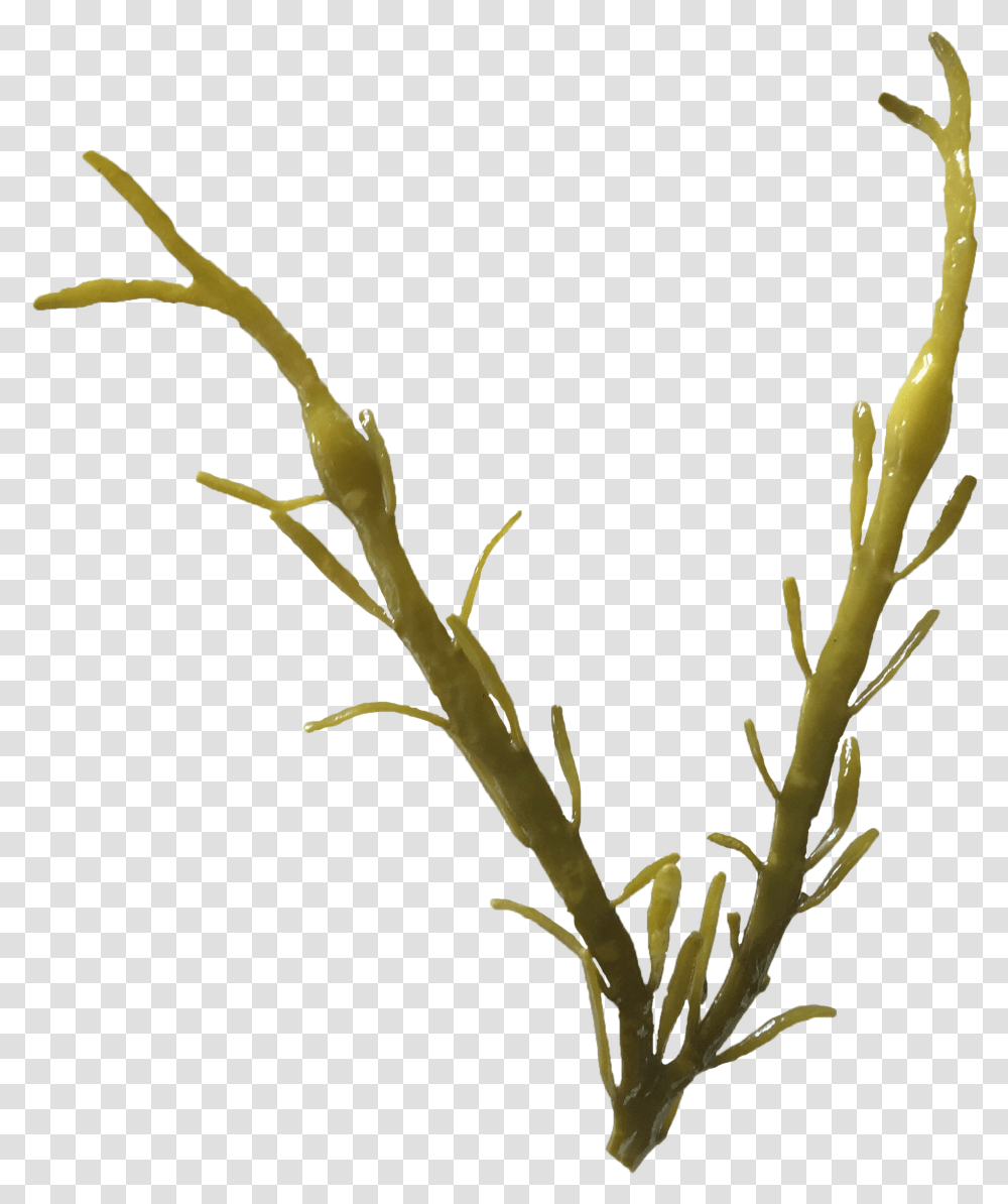 Ascophyllum Nodosum, Plant, Flower, Bud, Sprout Transparent Png