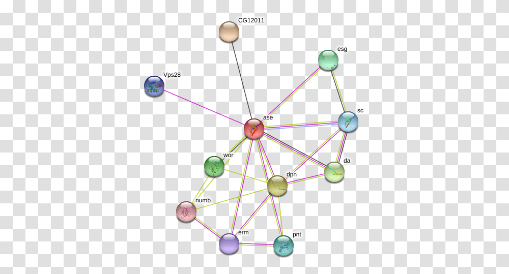 Ase Protein, Network, Diagram, Sphere Transparent Png