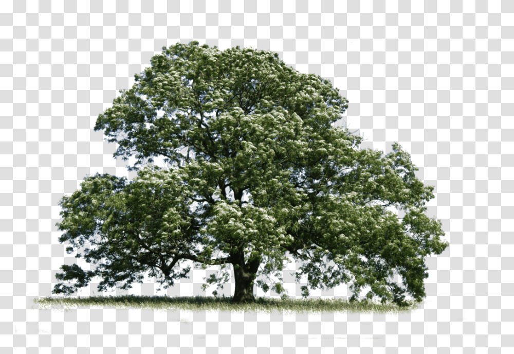 Ash Ash Tree Background, Plant, Oak, Tree Trunk, Sycamore Transparent Png