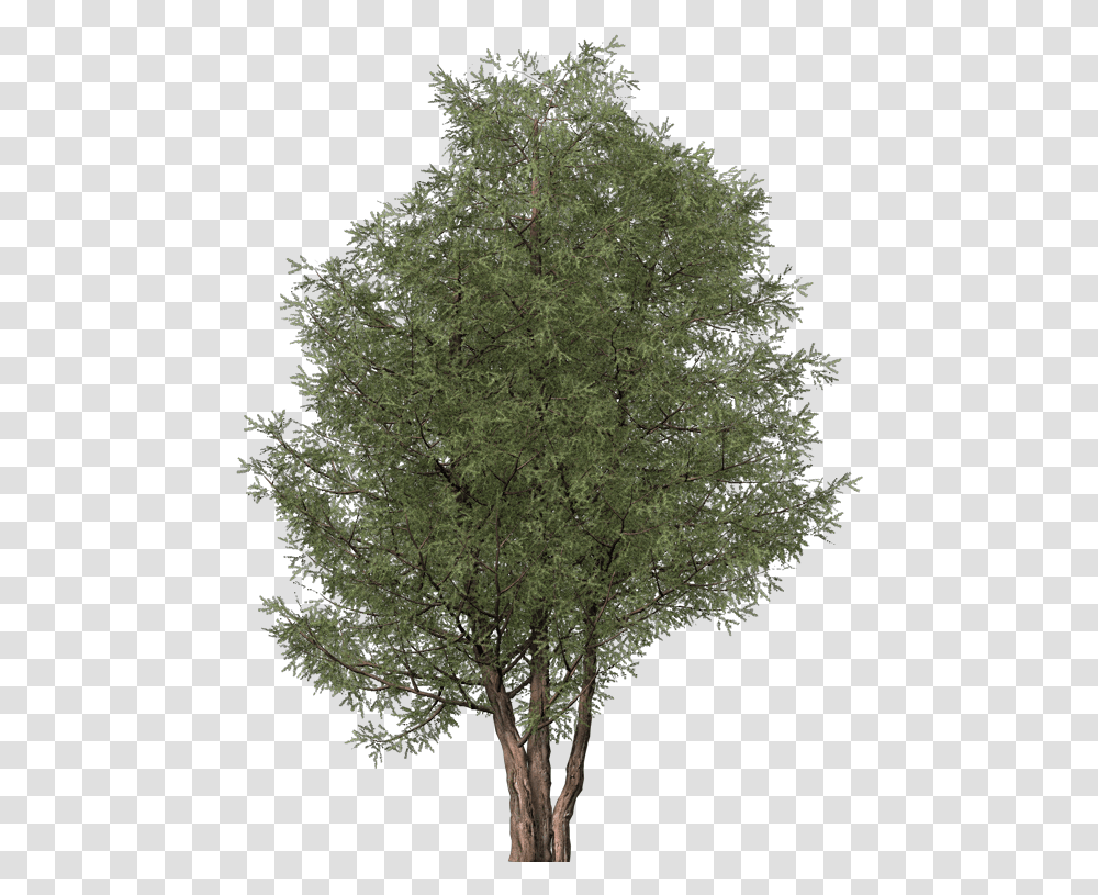 Ash Tree Cut Out Ash Tree, Plant, Conifer, Vegetation, Bush Transparent Png