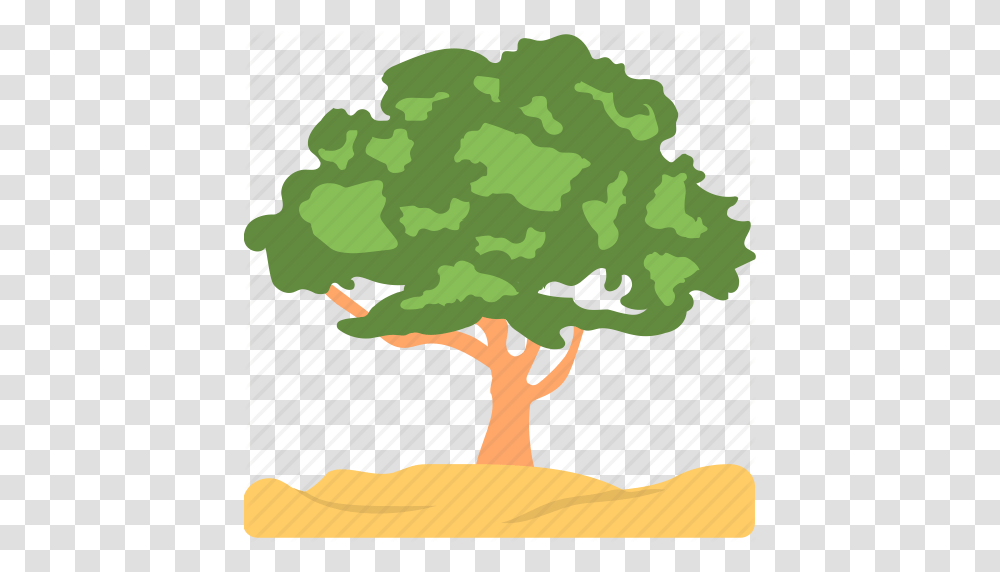Ash Tree Evergreen Foliage Greenery Nature Icon, Military Uniform, Plant, Diagram Transparent Png