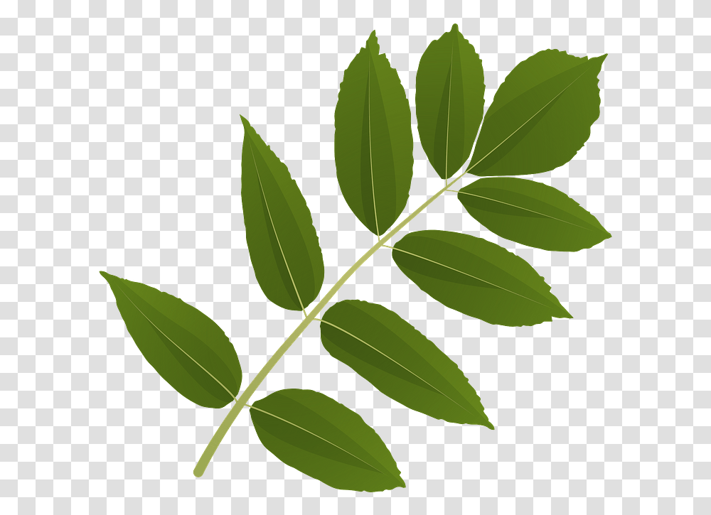 Ash Tree Green Leaf Clipart Free Download Ash Tree Leaves Clipart, Plant, Graphics Transparent Png