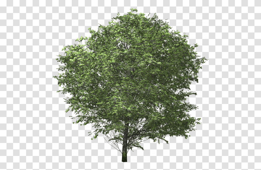Ash Tree Images - Free Vector Background Oak Tree, Plant, Maple, Conifer, Tree Trunk Transparent Png
