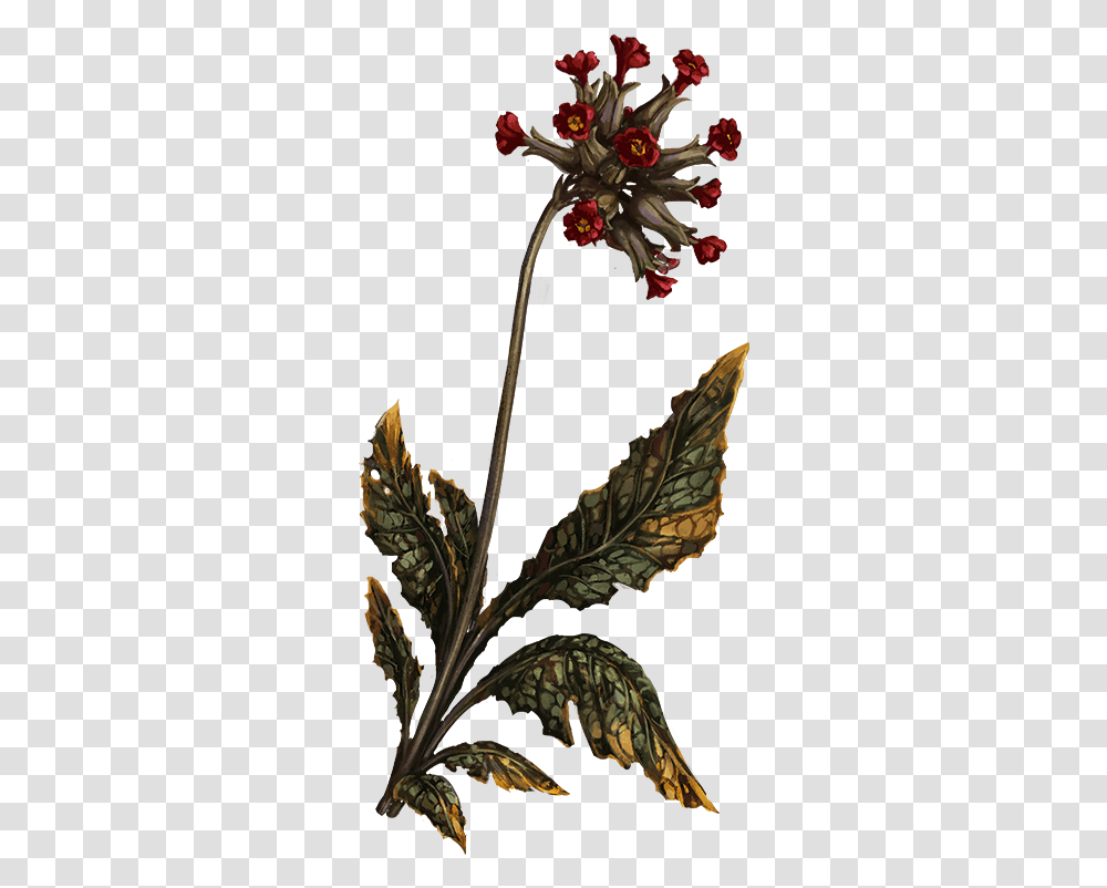 Ashenswish Pathologic 2 Herbs, Leaf, Plant, Flower, Acanthaceae Transparent Png