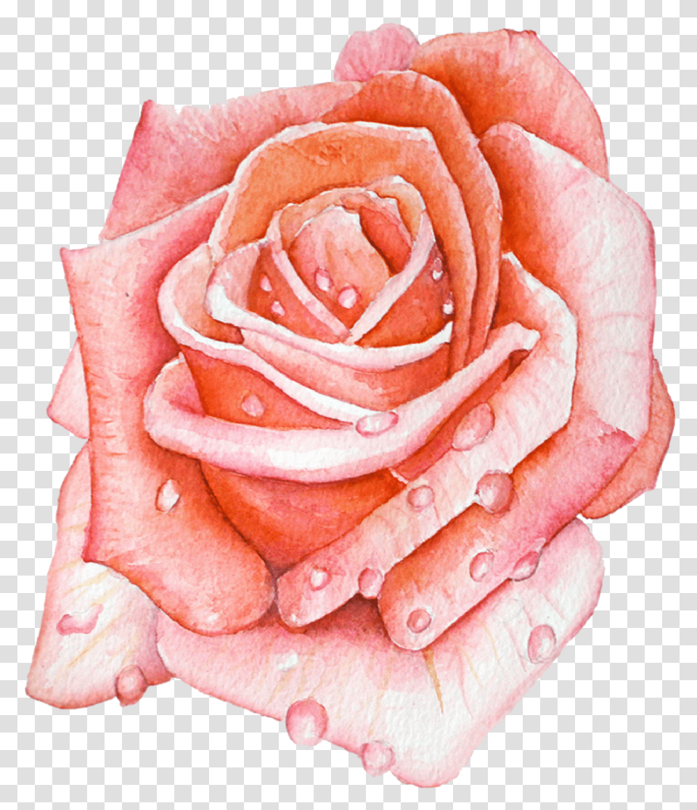 Ashleychase Watercolor Rose Garden Roses, Flower, Plant, Blossom, Petal Transparent Png