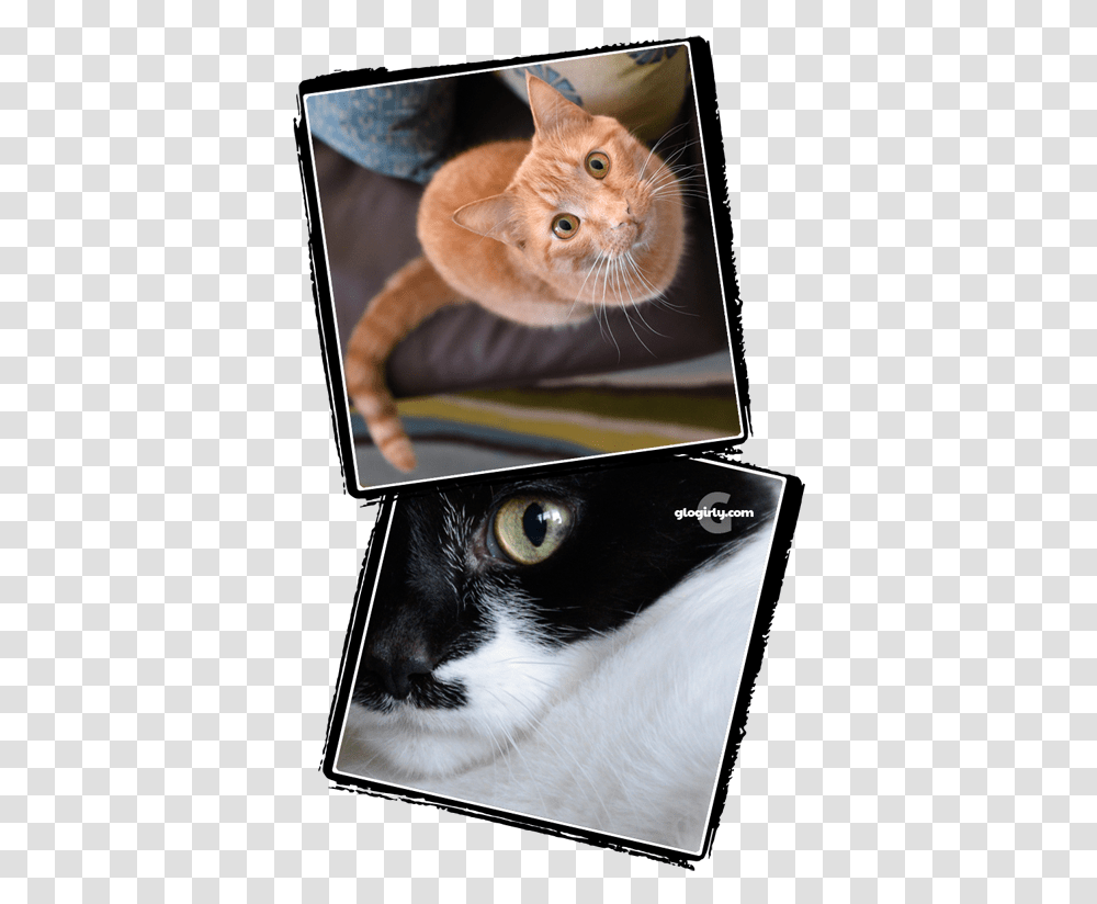 Asian, Cat, Pet, Mammal, Animal Transparent Png