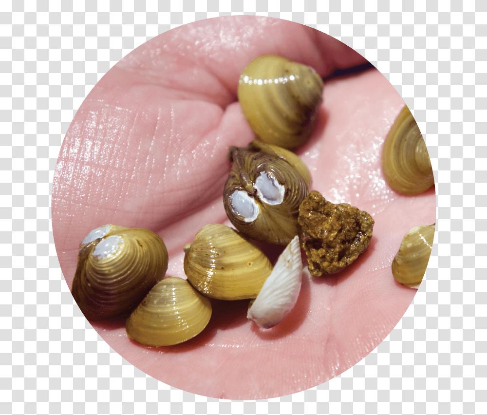 Asian Clams Are An Aquatic Invasive Species Which Asian Clam In Water, Seashell, Invertebrate, Sea Life, Animal Transparent Png