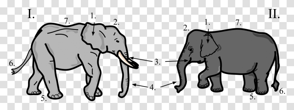 Asian Elephant And African Elephant Difference, Wildlife, Mammal, Animal, Sea Life Transparent Png
