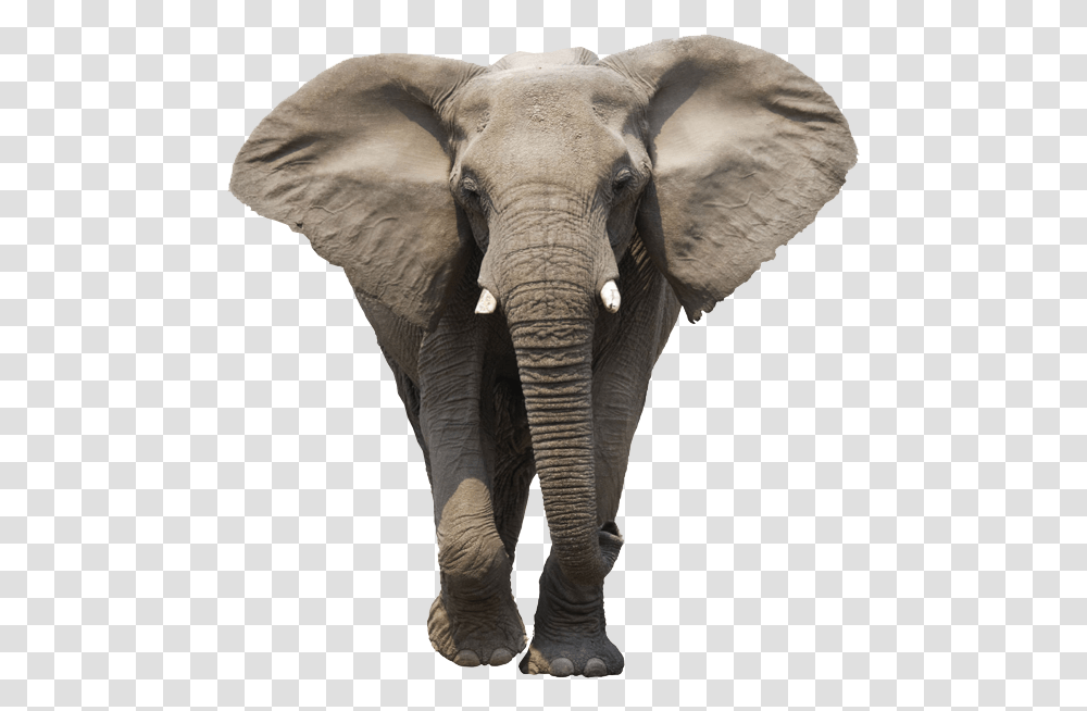 Asian Elephant Clipart Gray Elephant Elephant, Wildlife, Mammal, Animal Transparent Png