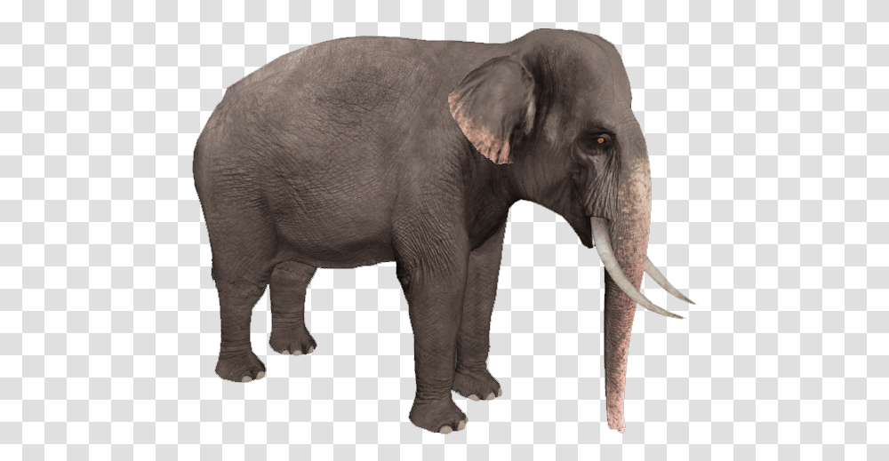 Asian Elephant Without Background, Wildlife, Mammal, Animal Transparent Png