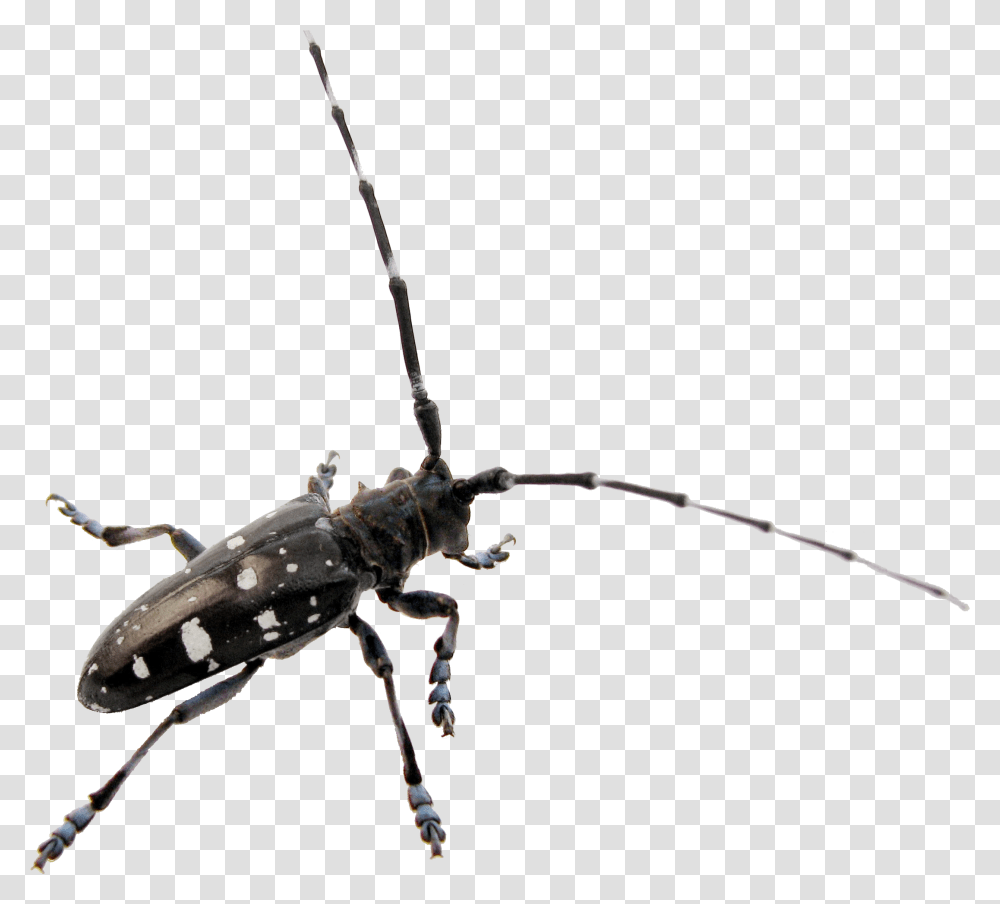 Asian Longhorned Beetle Clip Art, Spider, Invertebrate, Animal, Arachnid Transparent Png