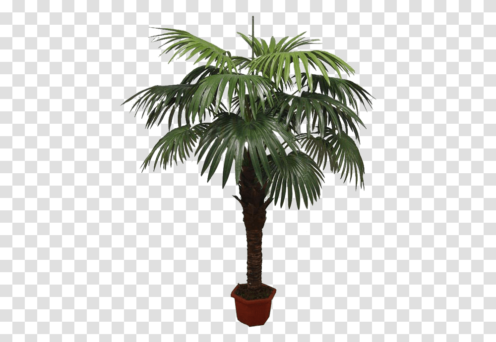 Asian Palmyra Palm Babassu Flowerpot Oil Palms Coconut, Tree, Plant, Palm Tree, Arecaceae Transparent Png