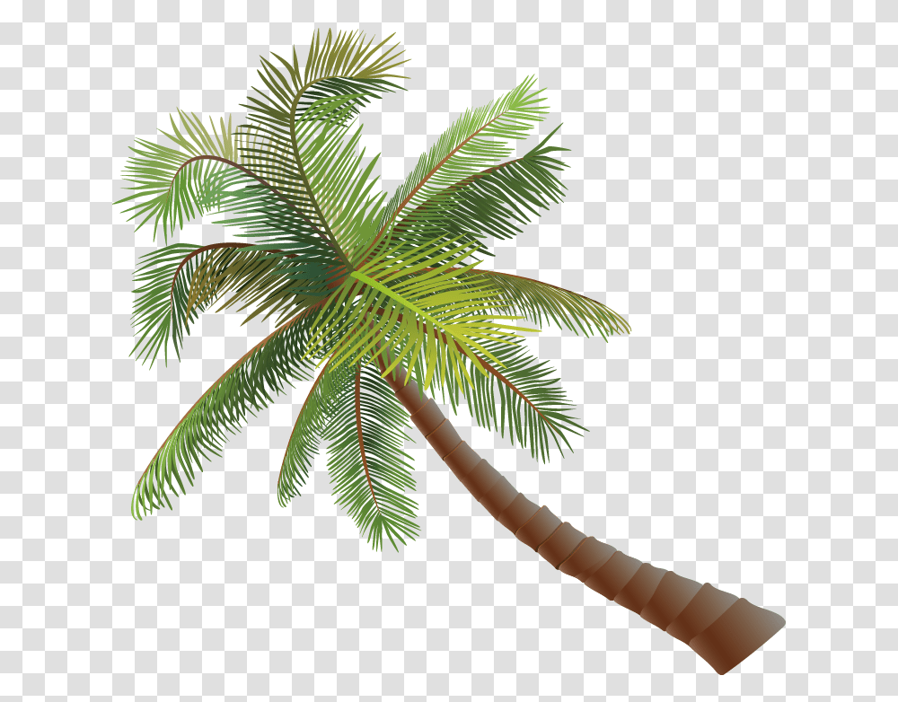 Asian Palmyra Palm Coconut Euclidean Vector Coconut Tree Vector Coconut Tree, Plant, Leaf, Bird, Animal Transparent Png