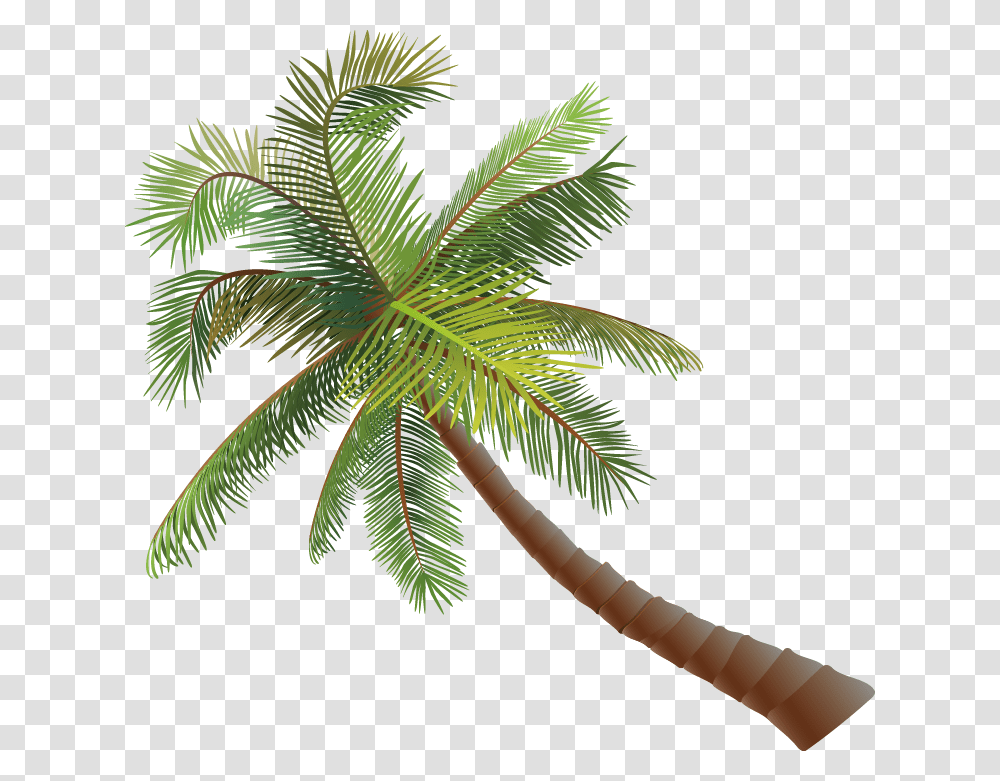 Asian Palmyra Palm Coconut Euclidean Vector Pohon Kelapa Vektor, Palm Tree, Plant, Arecaceae, Leaf Transparent Png