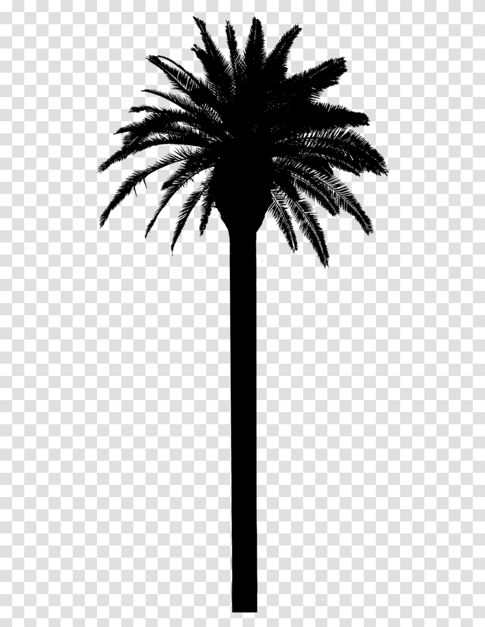 Asian Palmyra Palm Date Palm Palm Trees Silhouette Date Palm Silhouette, Gray, World Of Warcraft Transparent Png