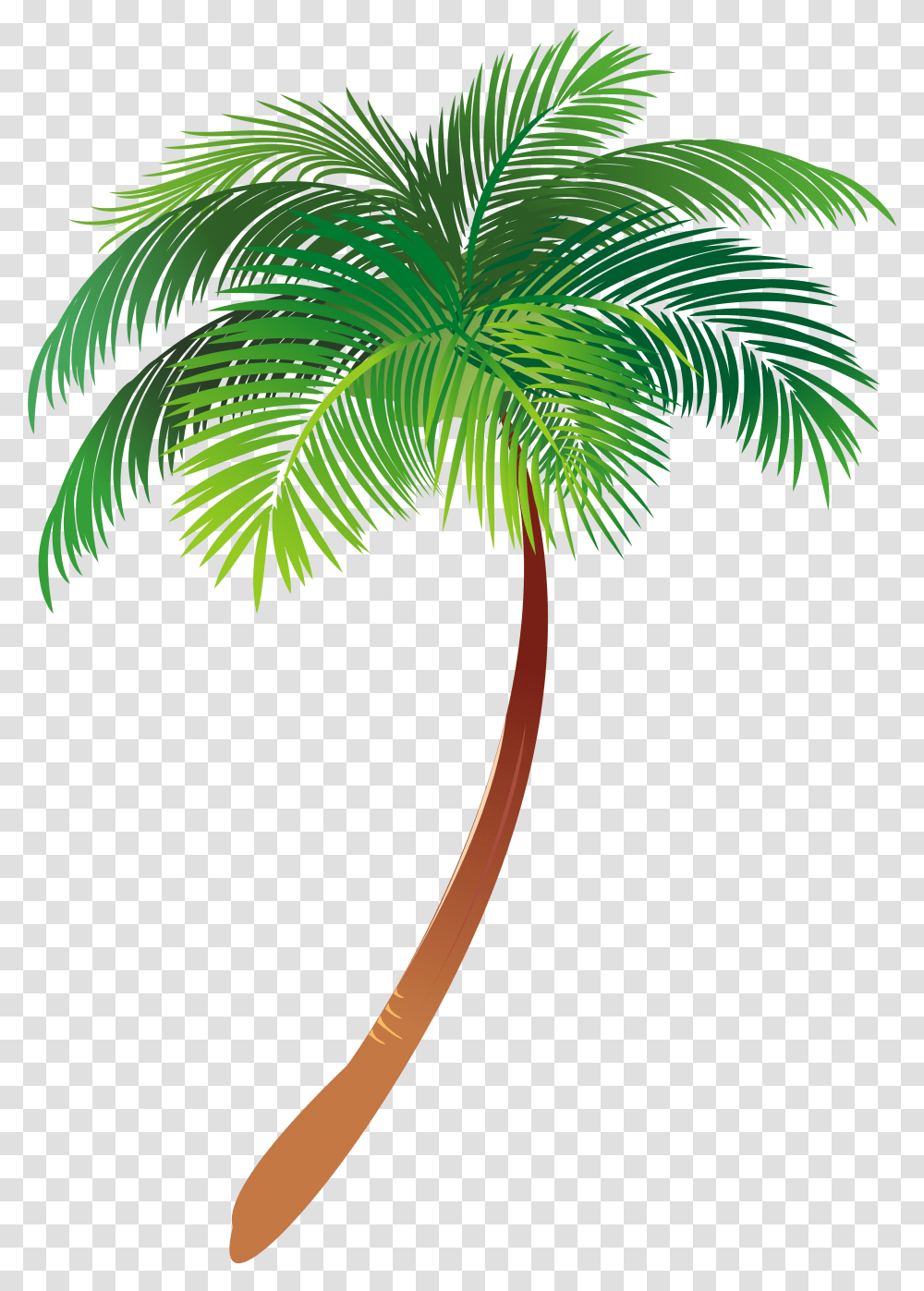 Asian Palmyra Palm Illustration Palm Trees Vector Graphics Coconut Transparent Png