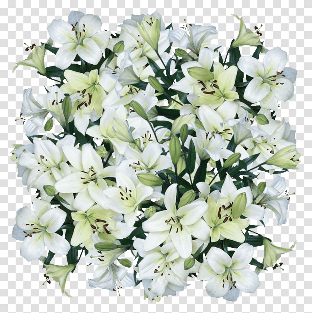 Asiatic Lily White Cut Flowers For Sale Lily, Plant, Blossom, Petal, Flower Arrangement Transparent Png