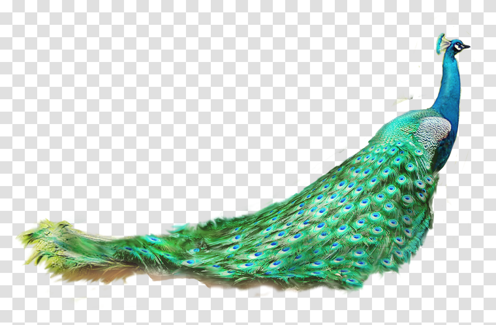 Asiatic Peafowl Feather Peacock, Bird, Animal Transparent Png