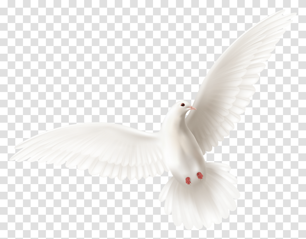 Ask Trinity House Of Power Ministries Pigeons And Doves, Bird, Animal, Flying Transparent Png