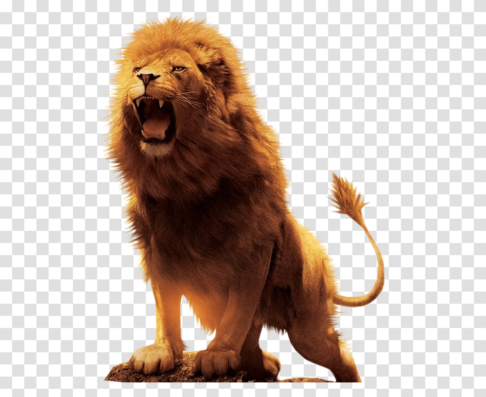 Aslan Lion Desktop Wallpaper Download Lion, Wildlife, Mammal, Animal Transparent Png