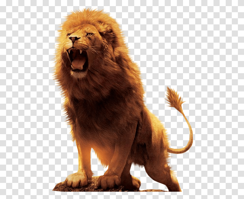 Aslan Lion Desktop Wallpaper Download Lions, Wildlife, Mammal, Animal Transparent Png