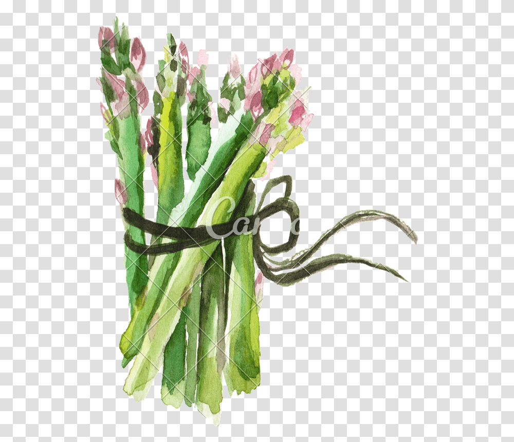 Asparagus Asparagus Watercolor, Plant, Flower, Flower Arrangement, Flower Bouquet Transparent Png
